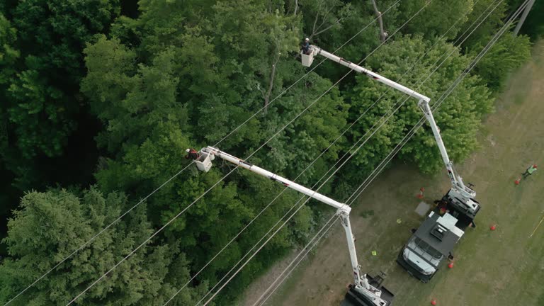 How Our Tree Care Process Works  in Ocean City, FL